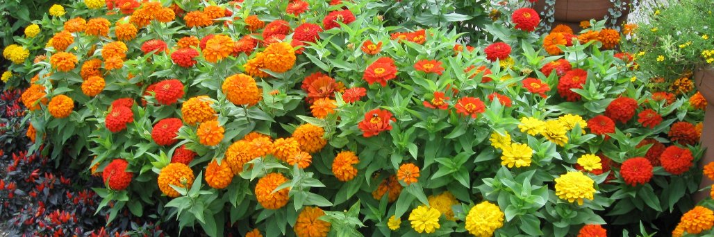 FlowerChick826's profile banner image