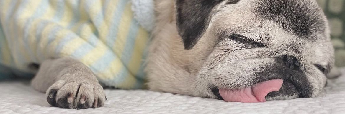 しょっぴぃ banner