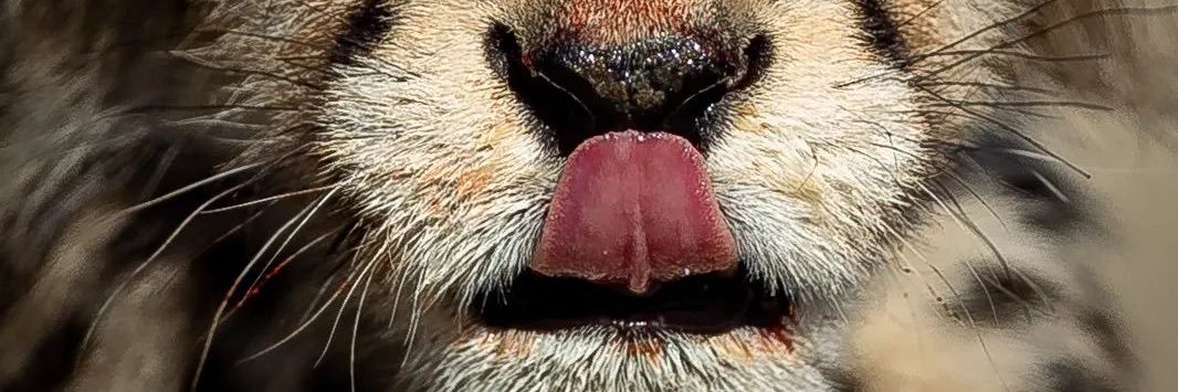 nimoolee's profile banner image