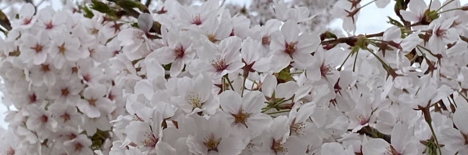 Aysha96_'s profile banner image