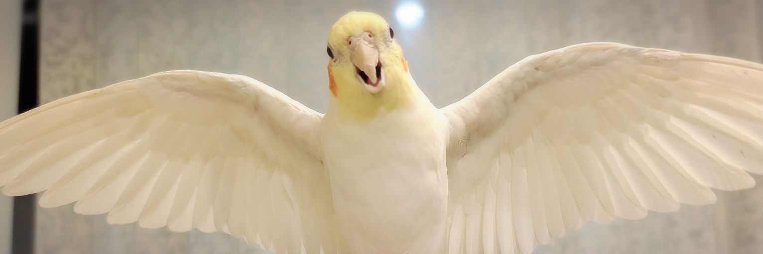 まぐ banner