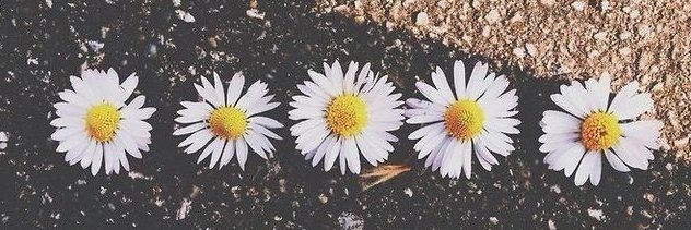 camialberoni's profile banner image