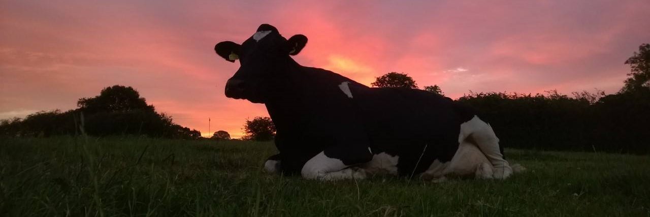 Omsco - The Organic Dairy People banner