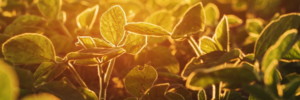 American Soybean Association's banner