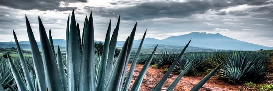 mmmaruca's profile banner image