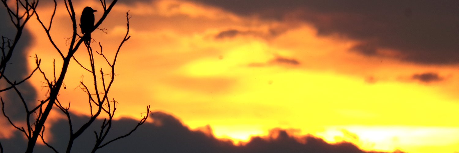 Artemio Van De Lay banner