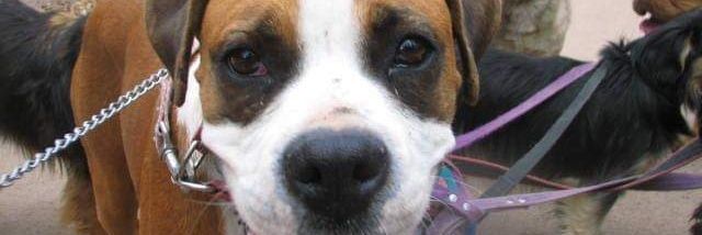 💞Ale Zapata💞 banner