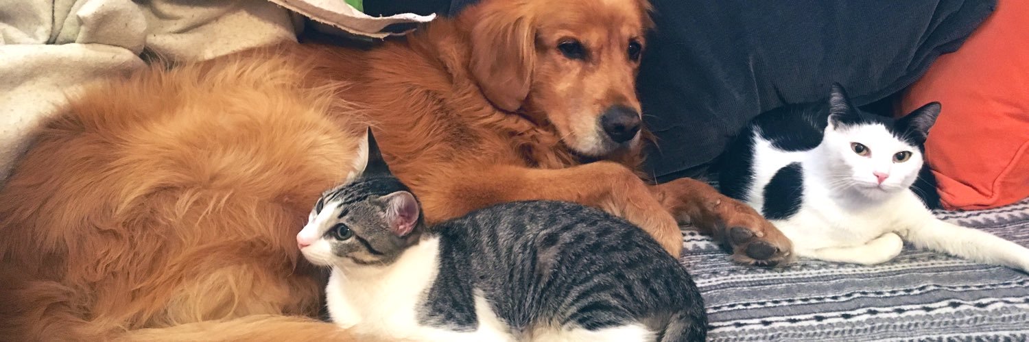 fionanicole2's profile banner image