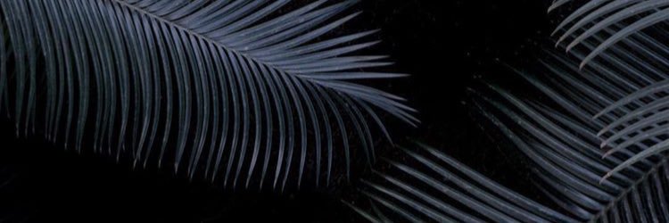 oliviaashay's profile banner image