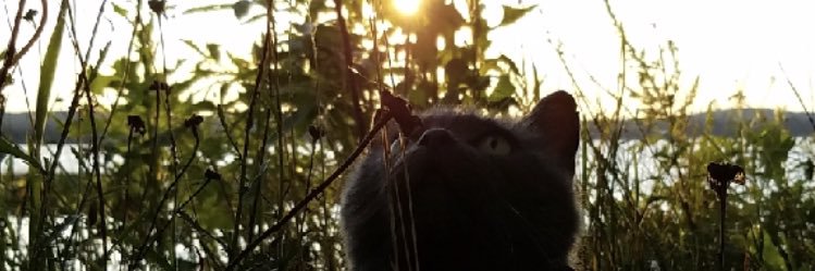 cavitappi's profile banner image