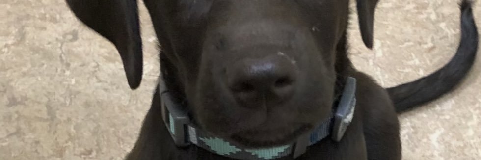 gatorsheldon's profile banner image
