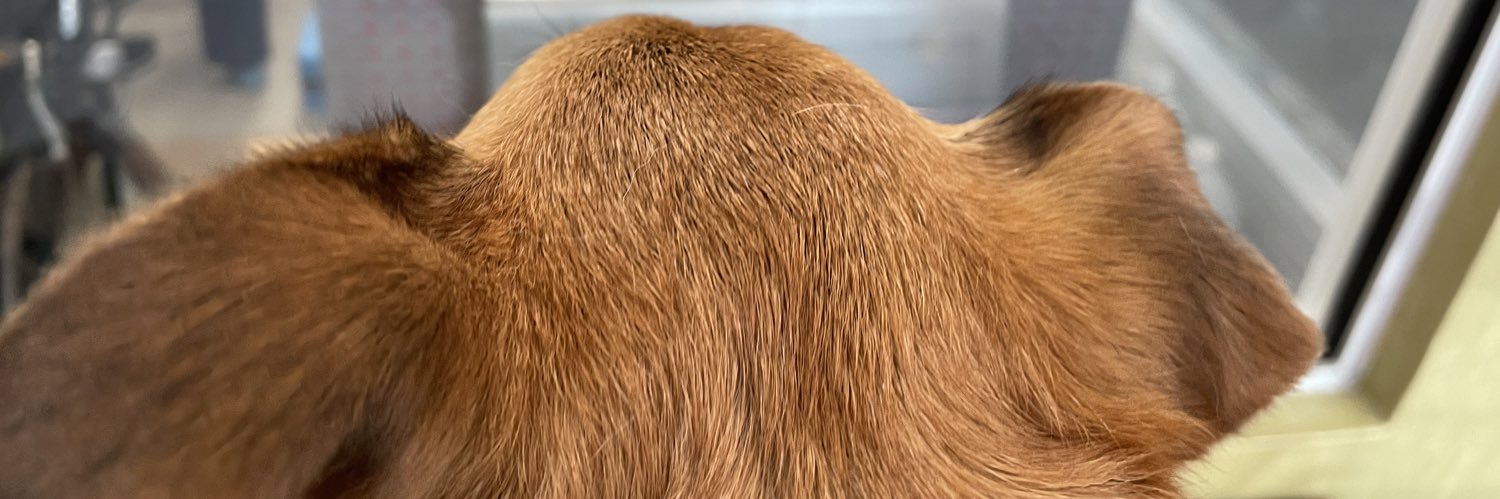 Kizzbeth's profile banner image
