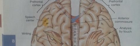 ADAMS MIND banner