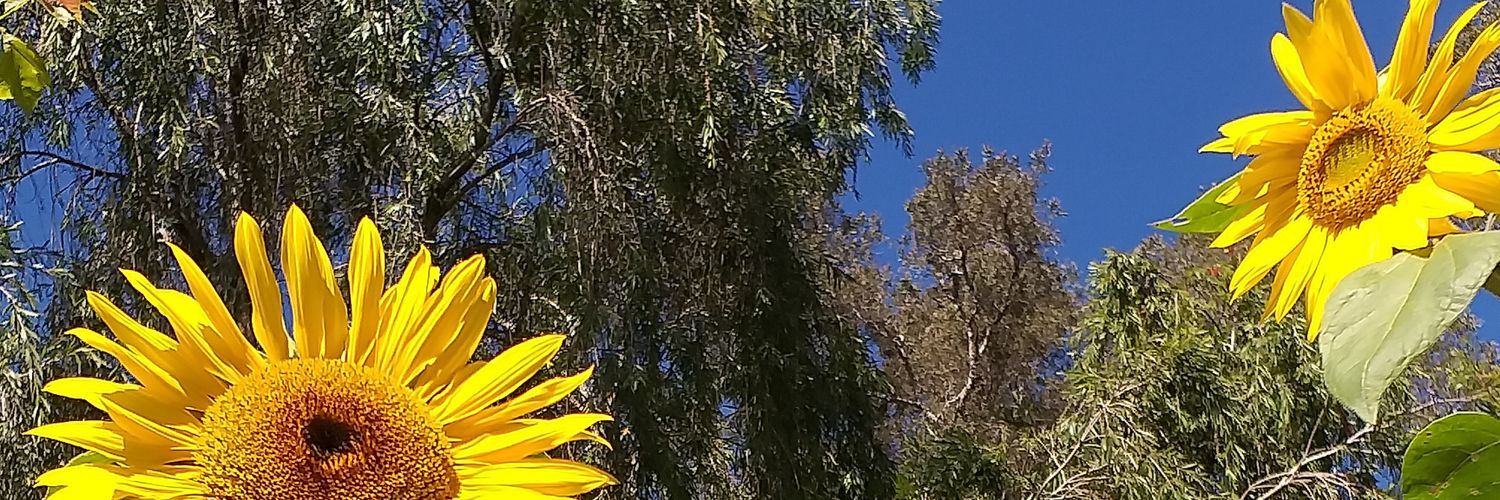 CeylonZephyr's profile banner image