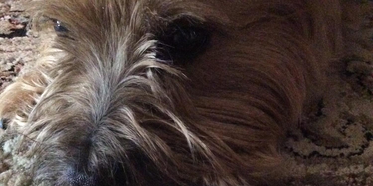 Jennifer Dubbs banner