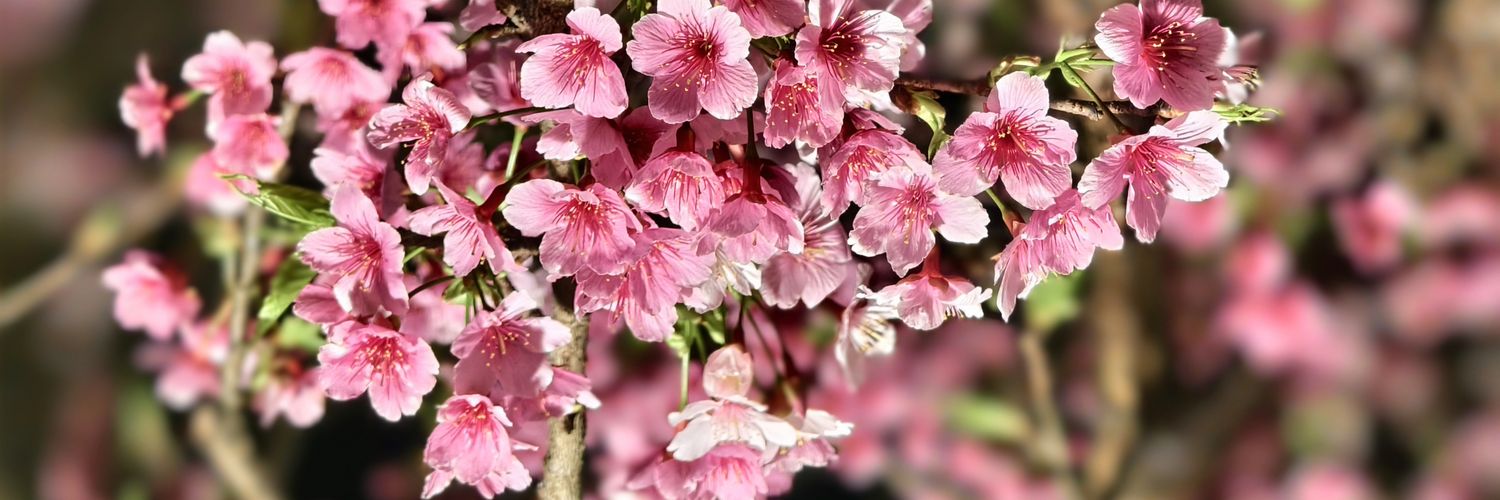 Francesca8192's profile banner image