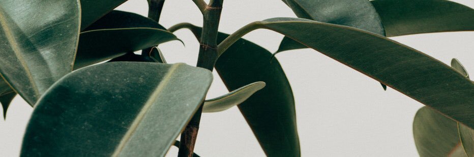 sroyden95's profile banner image