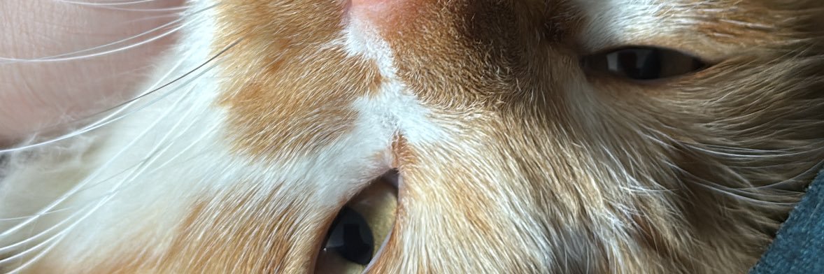 tefaranha's profile banner image