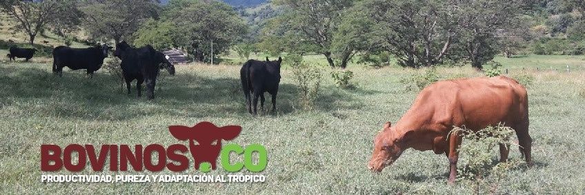Bovinos de Colombia banner