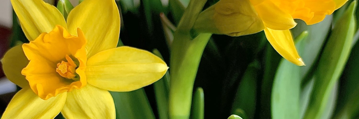 MrsBowman2016's profile banner image
