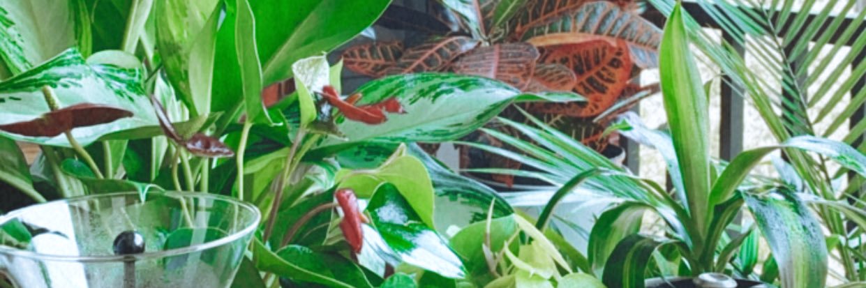 jaz.✨ banner