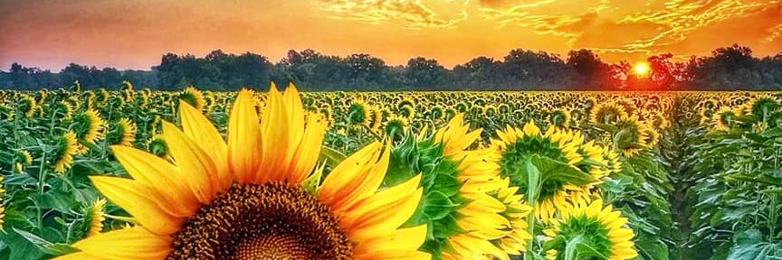 KristineKFS's profile banner image