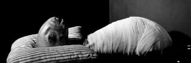 nut_inthe_butt's profile banner image