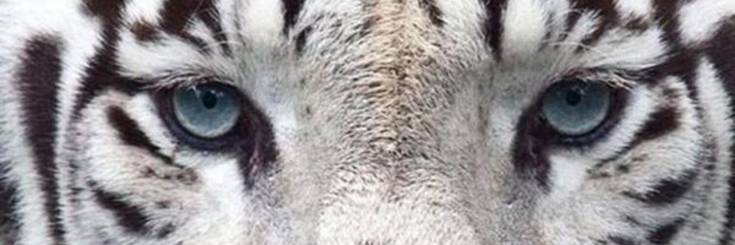 delphide ⚓️ banner