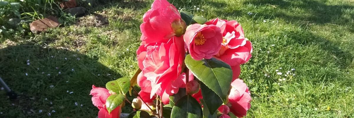 spippolo's profile banner image