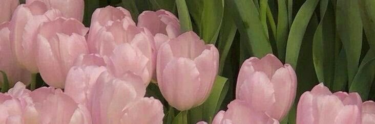 cheery_hobi's profile banner image