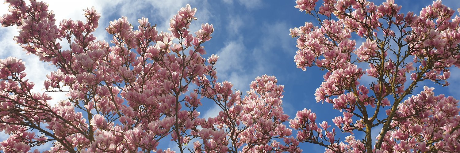 pinktonik's profile banner image