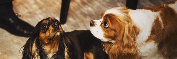 DPryluck Profile Banner