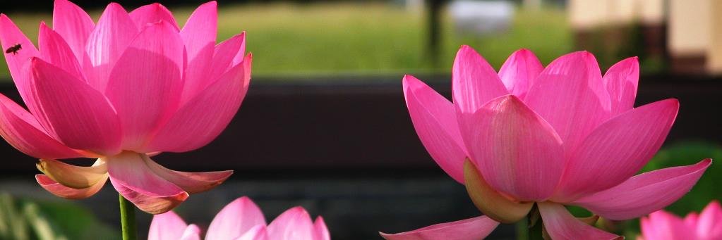 scilla23's profile banner image