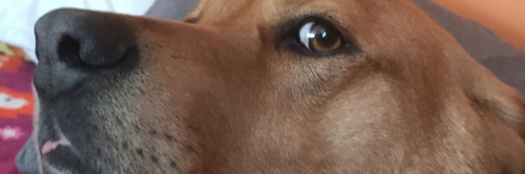 tasha_vorde's profile banner image