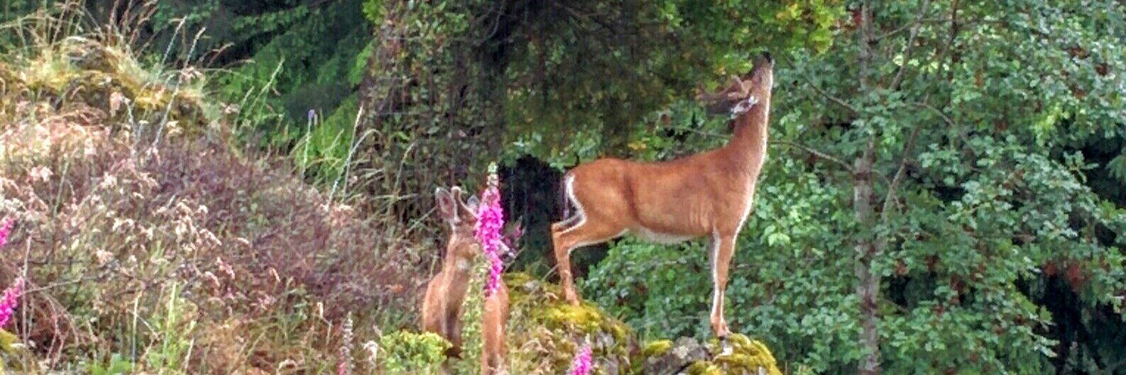 Jennifer Burns banner