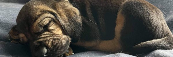 thwaacker Profile Banner