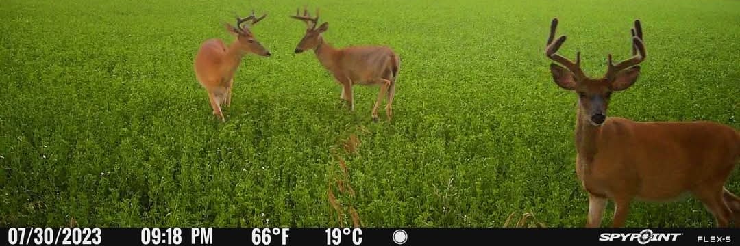 Michigan DeerHunter 🦌🏹🎯💀 banner