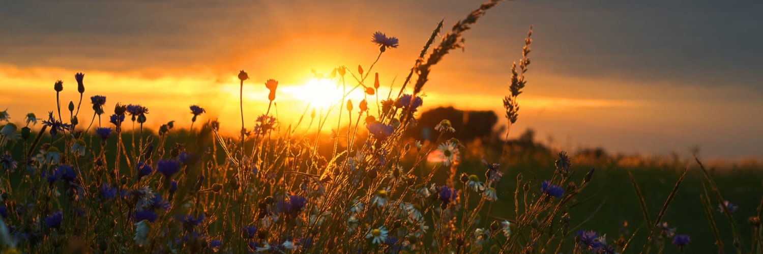 Cogito ergo sum banner