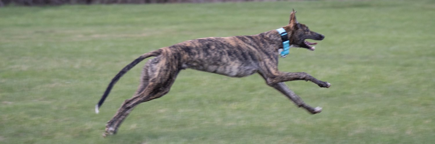 Adam Wespiser banner