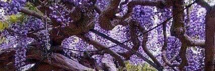 odatanna1's profile banner image