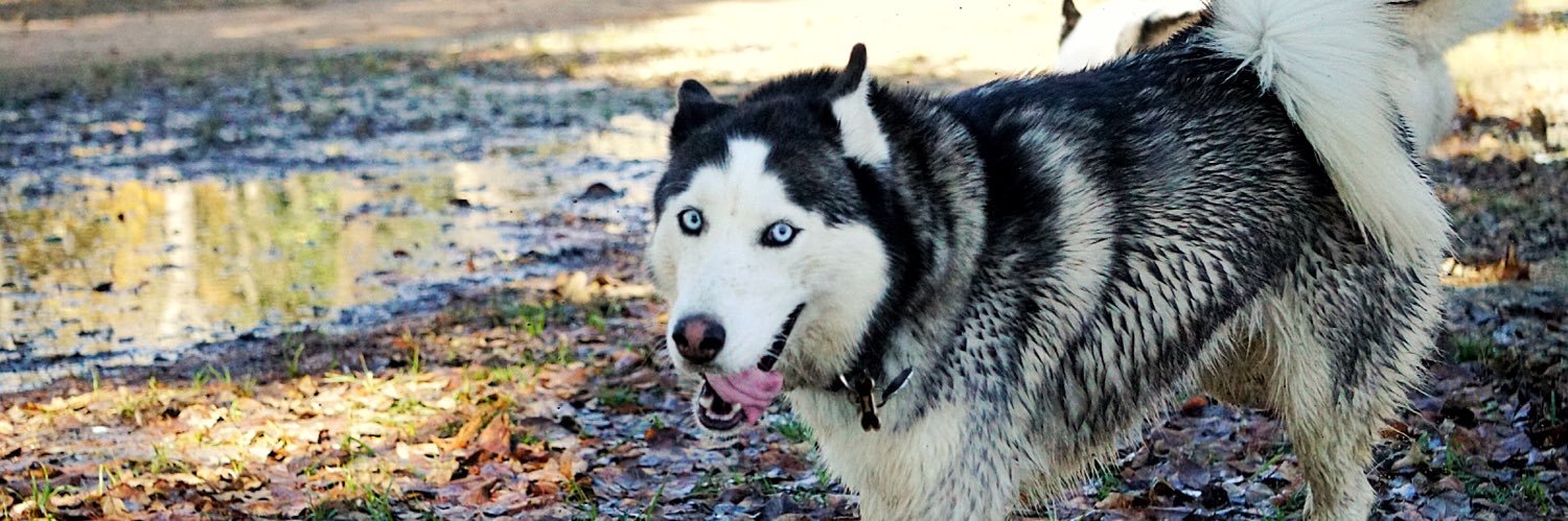 Bearskyy's profile banner image