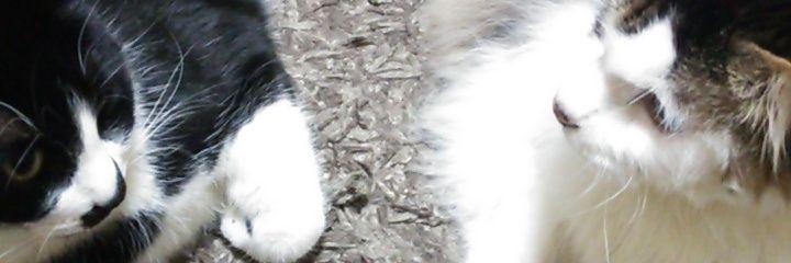 nie_ikuko's profile banner image