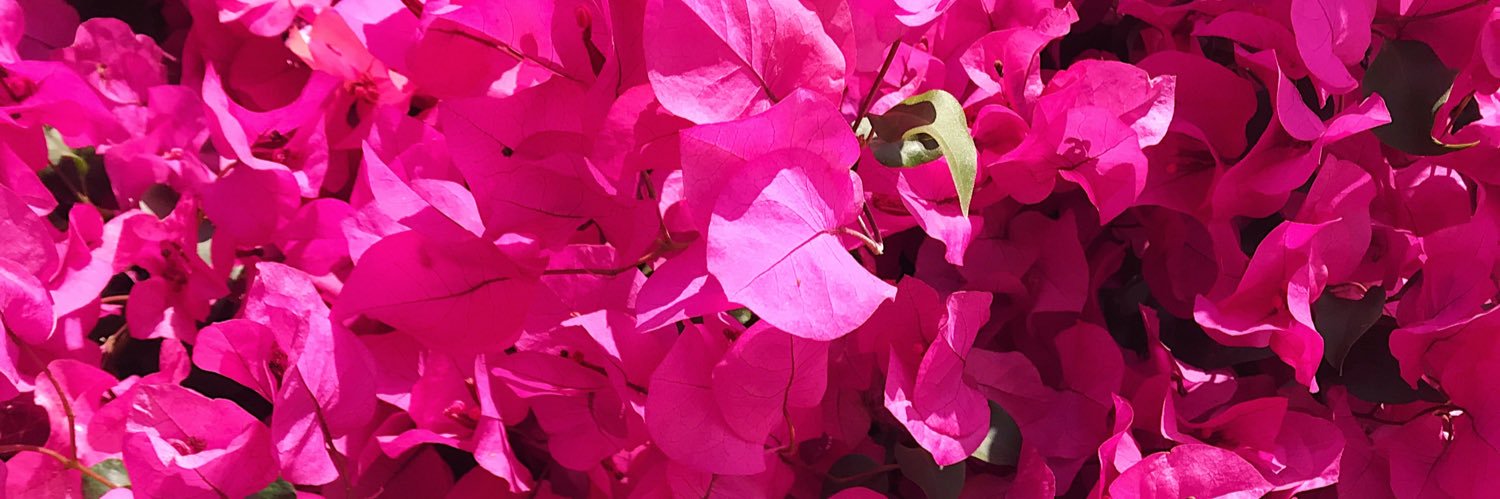 Alia Romagnoli banner