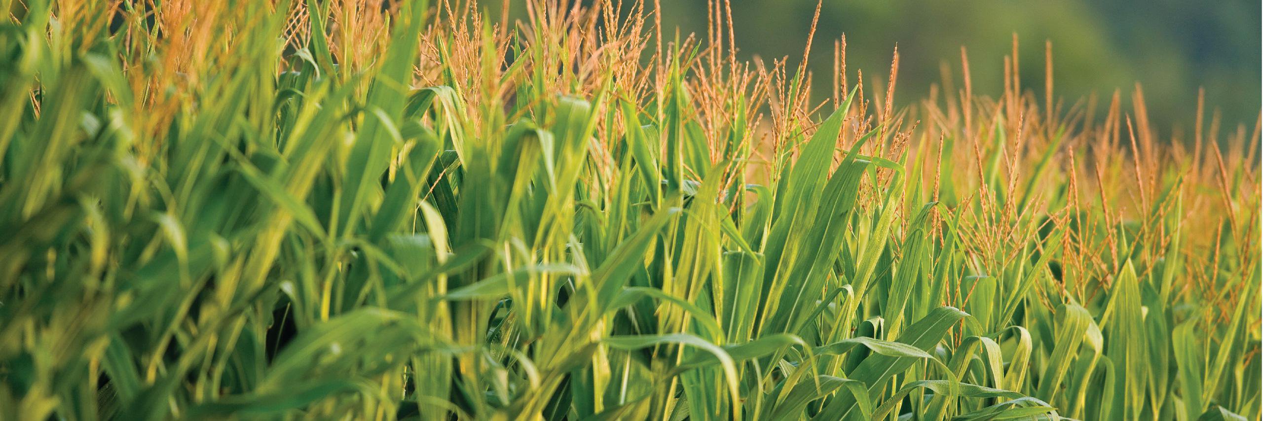 Agricultural Council of Tanzania (ACT-Kilimo) banner