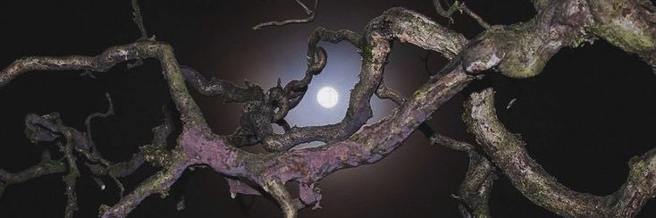 ʀɛʍ's banner