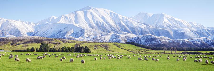 dHazaras's profile banner image