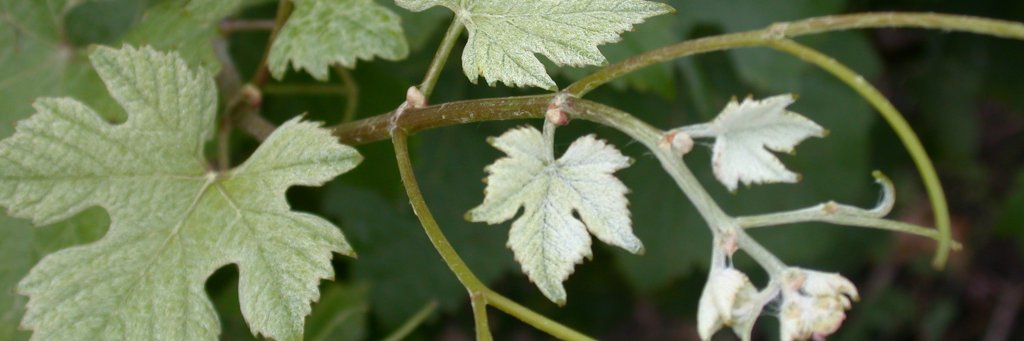 Anne-Sophie Walker banner