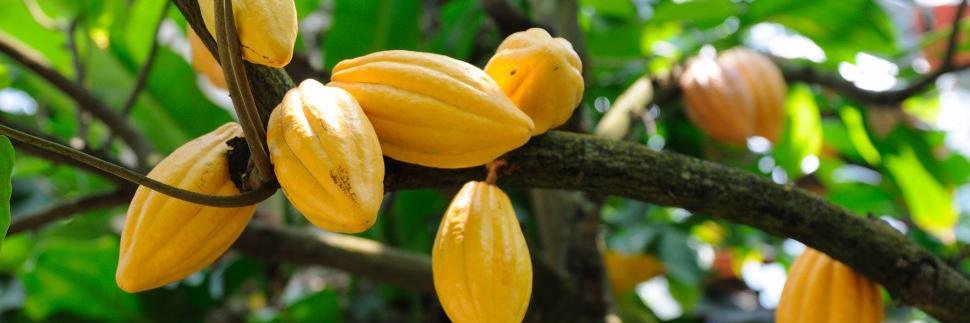 European Cocoa Association (ECA) banner