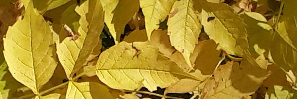 anniehodes Profile Banner