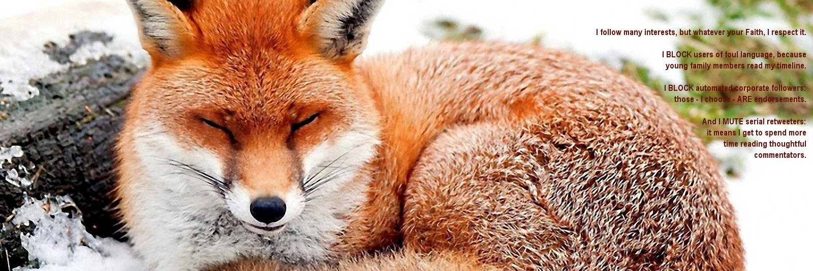 VynFox's profile banner image